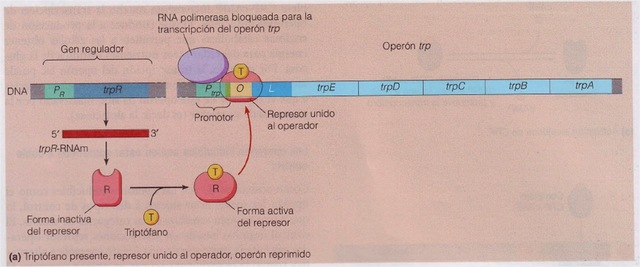 Mark Ptashne y Walter Gilber