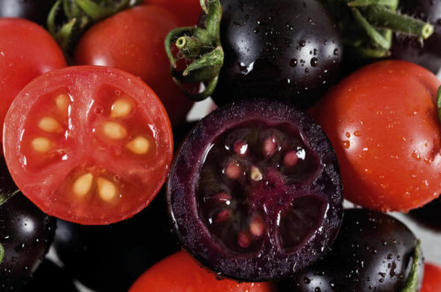 Comercialización de Tomate Modificado Genéticamente