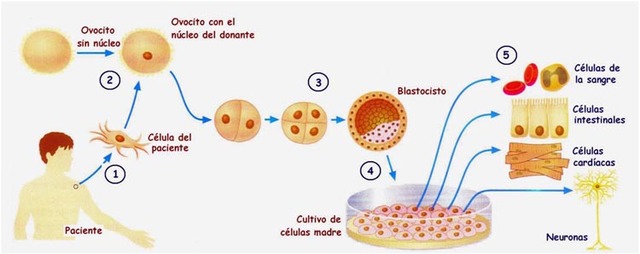 Obtencion de células madre a partir de células de piel humana.