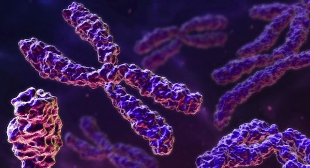 El primer Cromosoma artificial humano