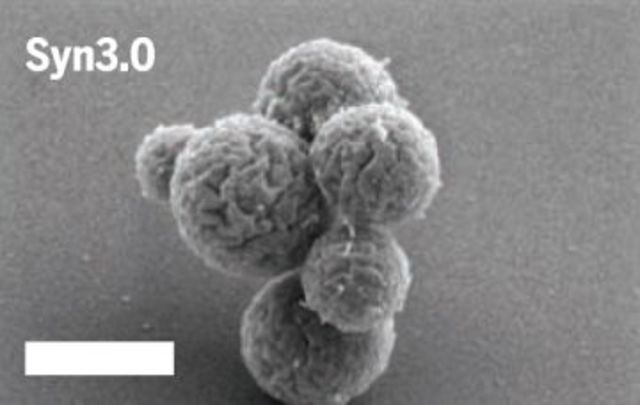 Científicos de EEUU crean "célula mínima" usando sólo los genes necesarios para la vida