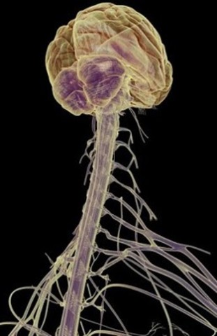 HERÓFILO Y ERASÍSTRATO