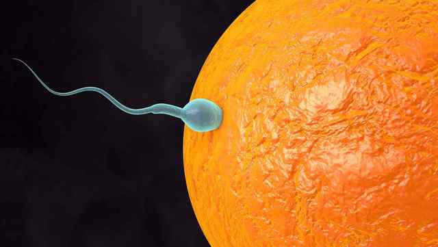 Se observa fecundación