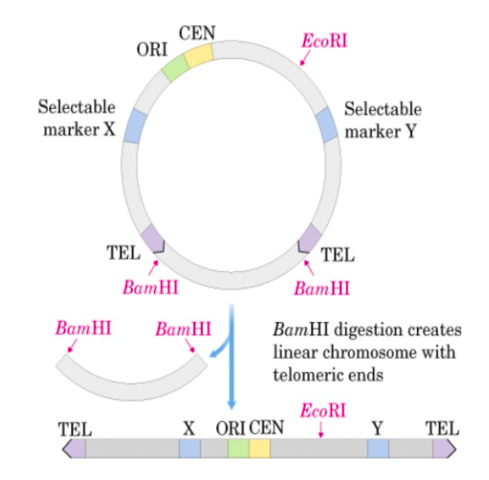 Cromosoma artificial de levadura
