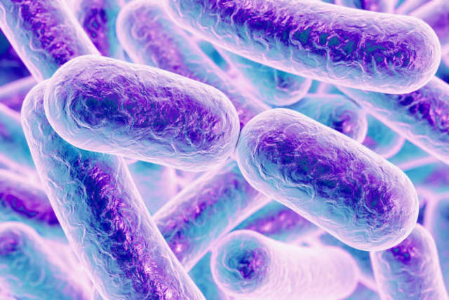Descubren bacteria de la tuberculosis