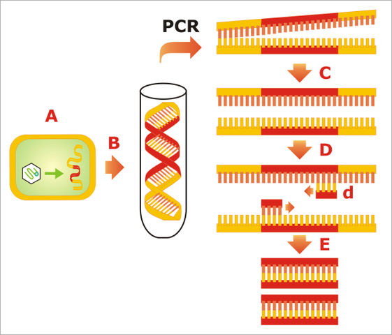 Se desarrolla PCR