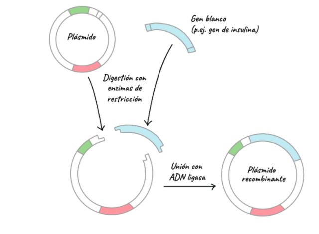 Primera molécula recombinante de ADN