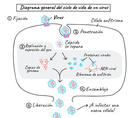 Reproducción viral determinada por ARN