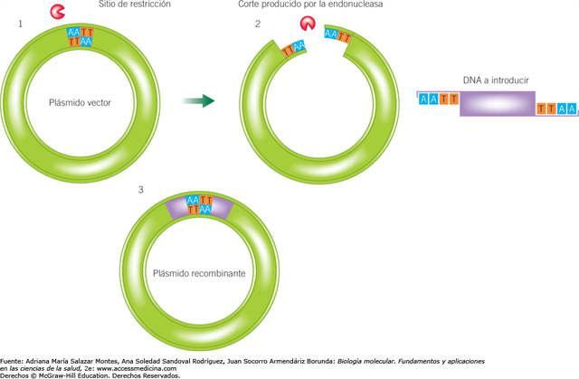 Daniel Nathans: Mapa de restricción
