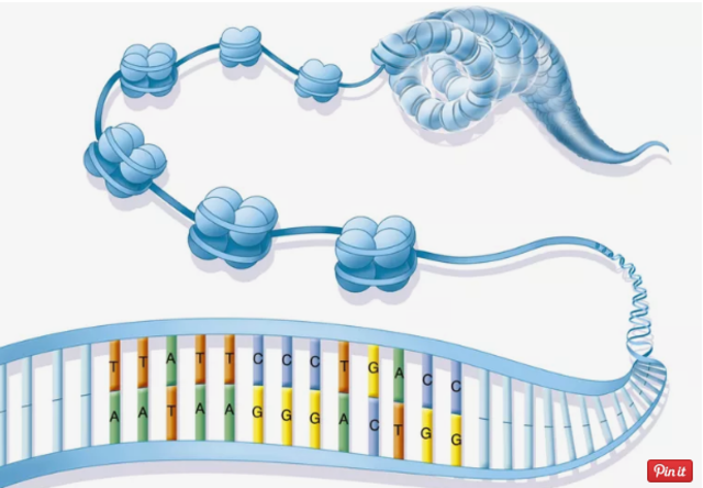 Descubrimiento de la Cromatina