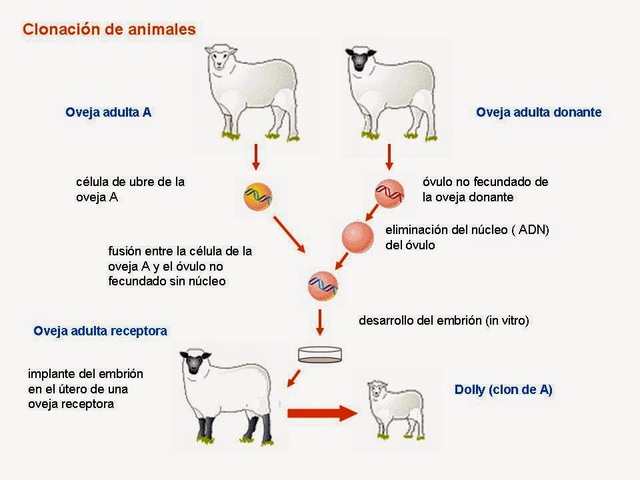 La oveja Dolly: Primera clonación por Ian Wilmut y Keith Campbell.