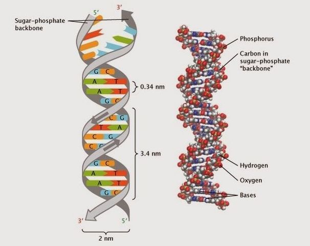 Identificación de los componentes de los ácidos Nucleicos