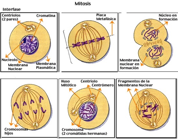 Descripción del proceso de mitosis