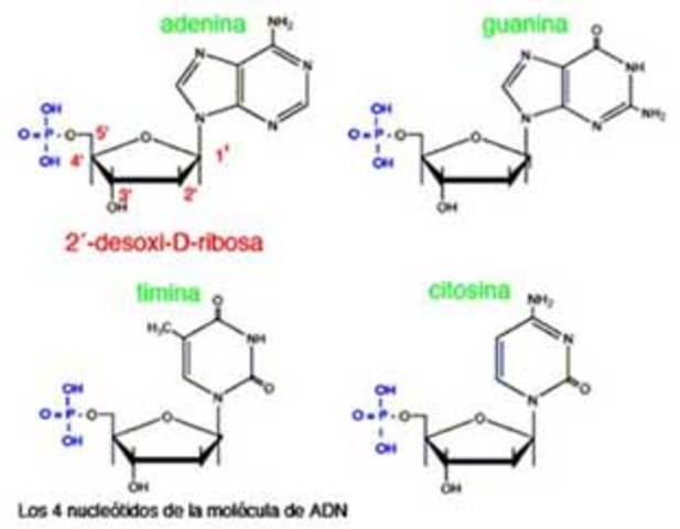 Bases Nitrogenadas y glúcidos