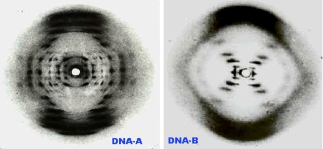 Forma y estructura del ADN