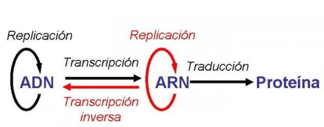 Excepciones al dogma central de la biologia molecular
