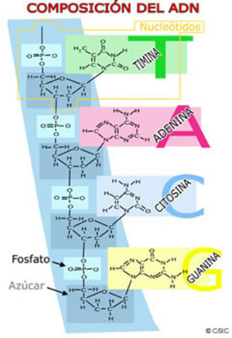 La composición de ADN