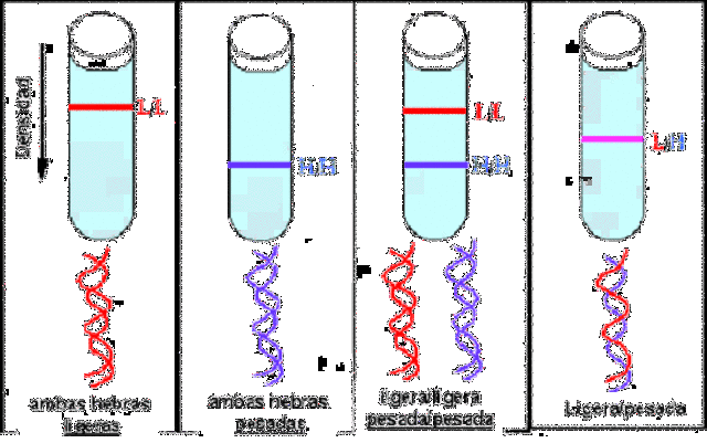 La réplica del ADN por las hélices
