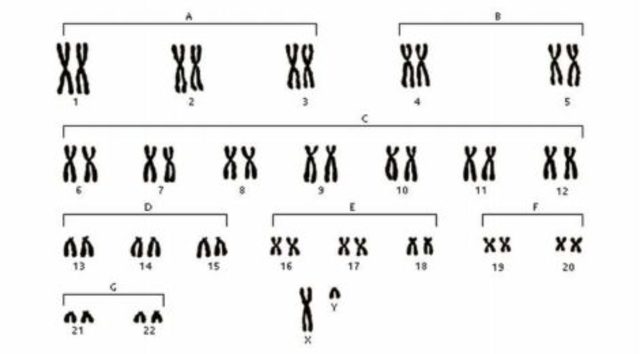 Identificación de cromosomas