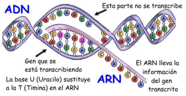 Transcripción código genético del ADN