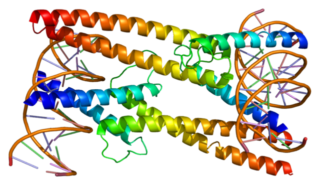 Clonación de grandes fragmentos de ADN