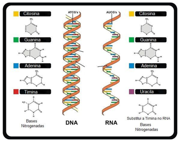 Composición de los ácidos nucleicos y formas de estos