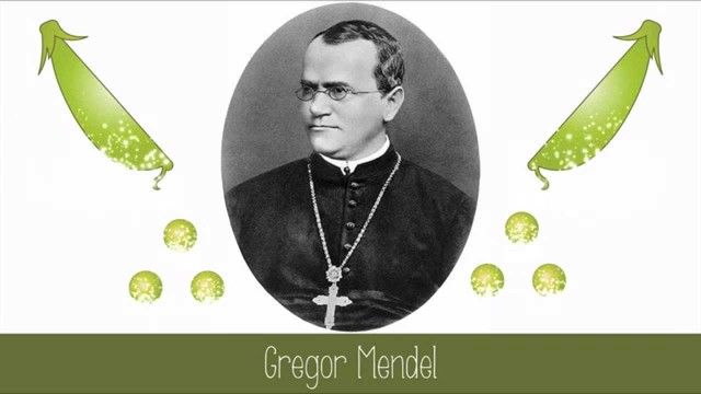 Gregor  Mendel