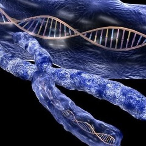 Teoría cromosómica de la herencia