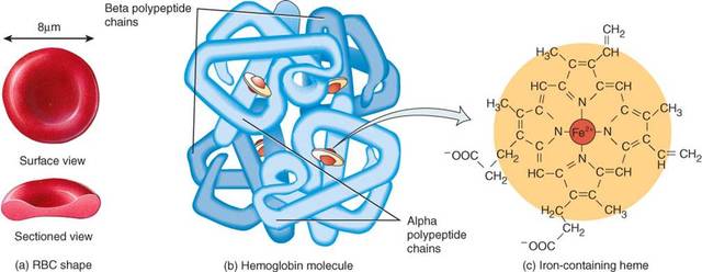 Descubren estructura de proteínas