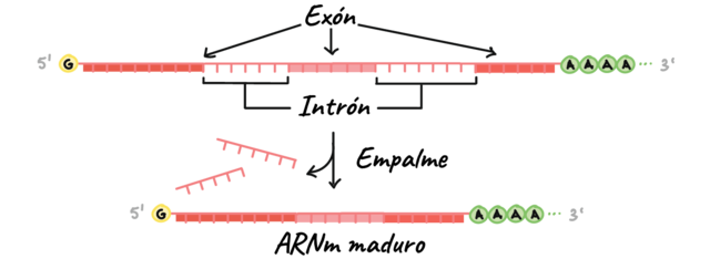 Surge concepto de ARNm