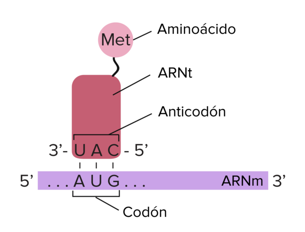 ARNt funciona como un adaptador
