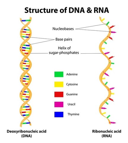 Creencia comunidad científica