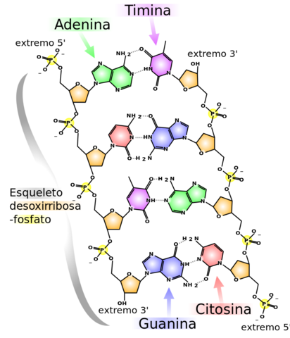 ADN considerado un polímero