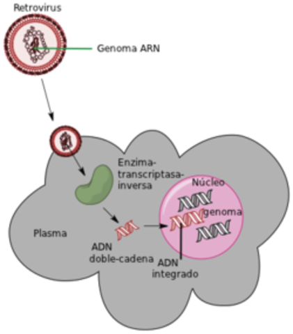 Howard Martin Temin y David Baltimore