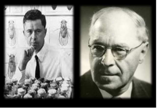 Hermann Muller y Lewis Stadler