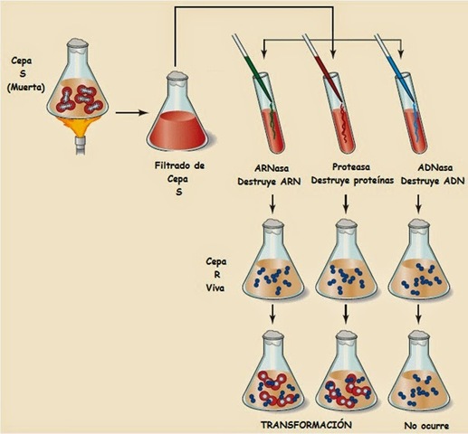 Oswald Theodore Avery, Colin MacLeod y Maclyn McCarty