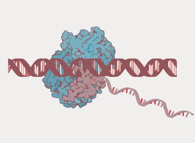 Roger D. Kornberg: Bases moleculares de la transcripción eucariótica