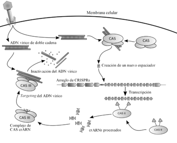 CRISPR-Cas: Herramienta de edición génica.