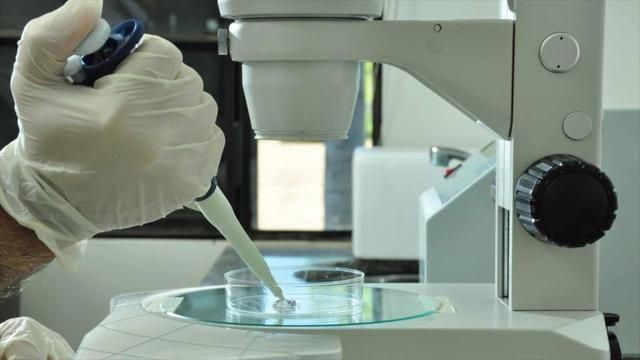 Se logran crear embriones humanos