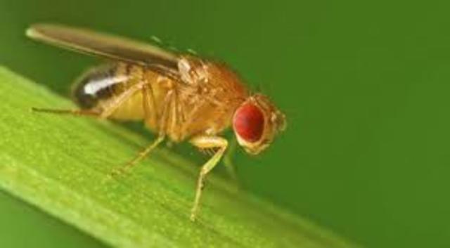 Drosophila Melanogaster