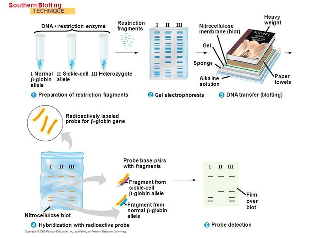Publicación método Southern Blot