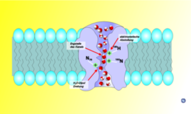 Descubrimiento de aquaporines