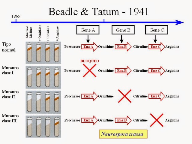 "Un gen, una Enzima"