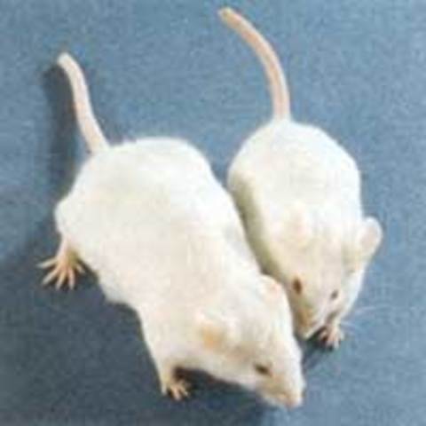 Primer ratón transgénico