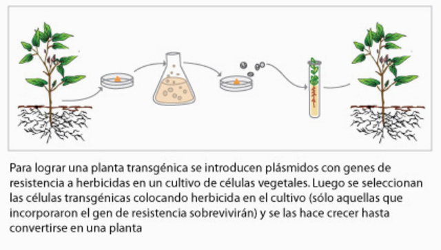 Primeras plantas transgénicas