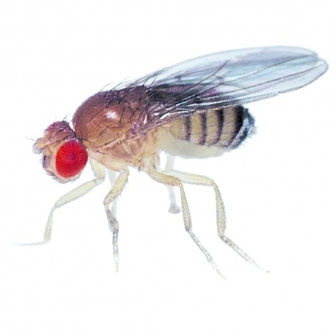 Finalización de la secuencia del genoma de Drosophila
