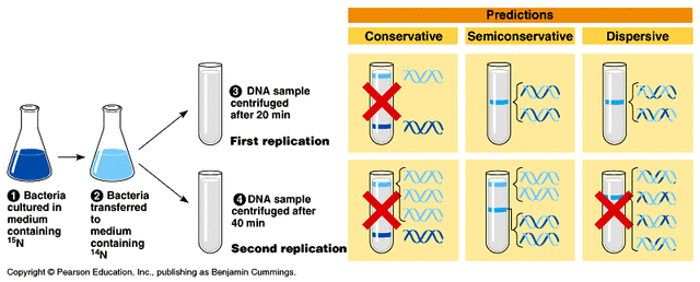 Mathew Stanley Meselson y Franklin Stahl