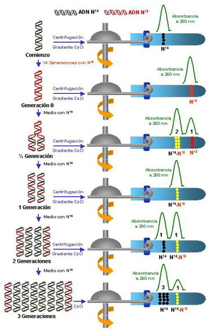 La replicación del ADN es semiconservativa