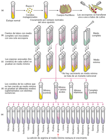 Hipótesis "Un gen, una enzima"