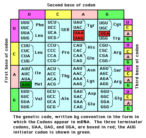 Se descifra el codigo genetico
